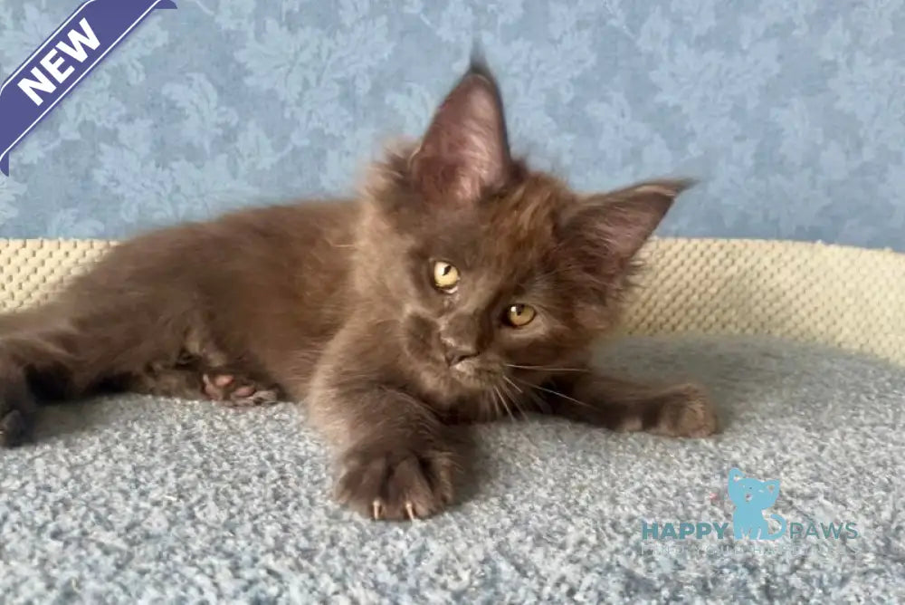 Karat Maine Coon male blue live animals
