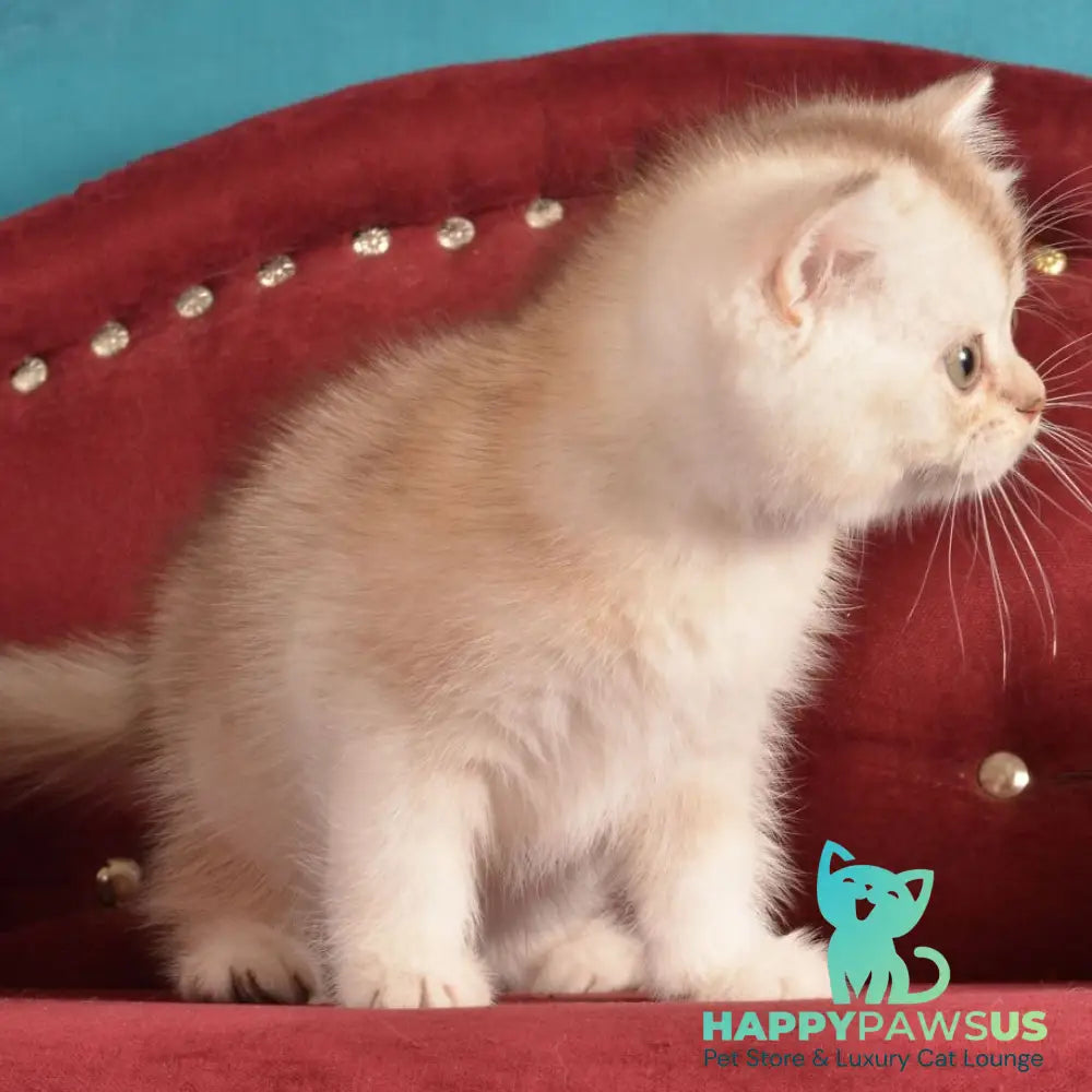 Karat Scottish Straight male black silver shaded - live animals