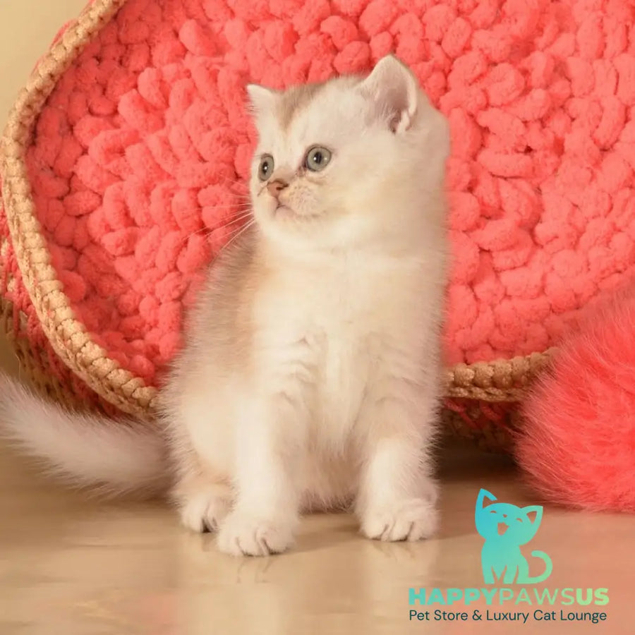 Karat Scottish Straight male black silver shaded - live animals
