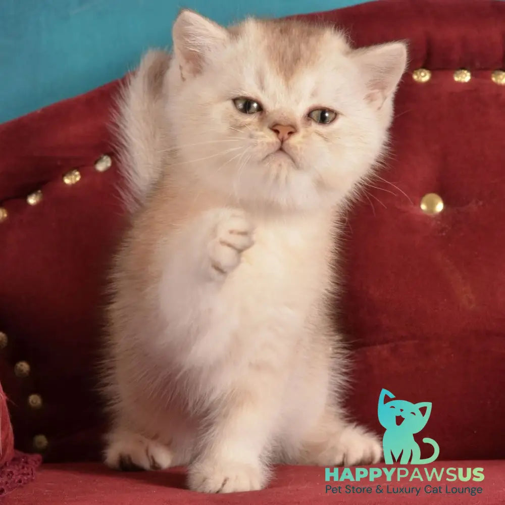 Karat Scottish Straight male black silver shaded - live animals
