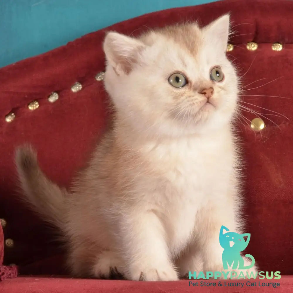 Karat Scottish Straight male black silver shaded - live animals