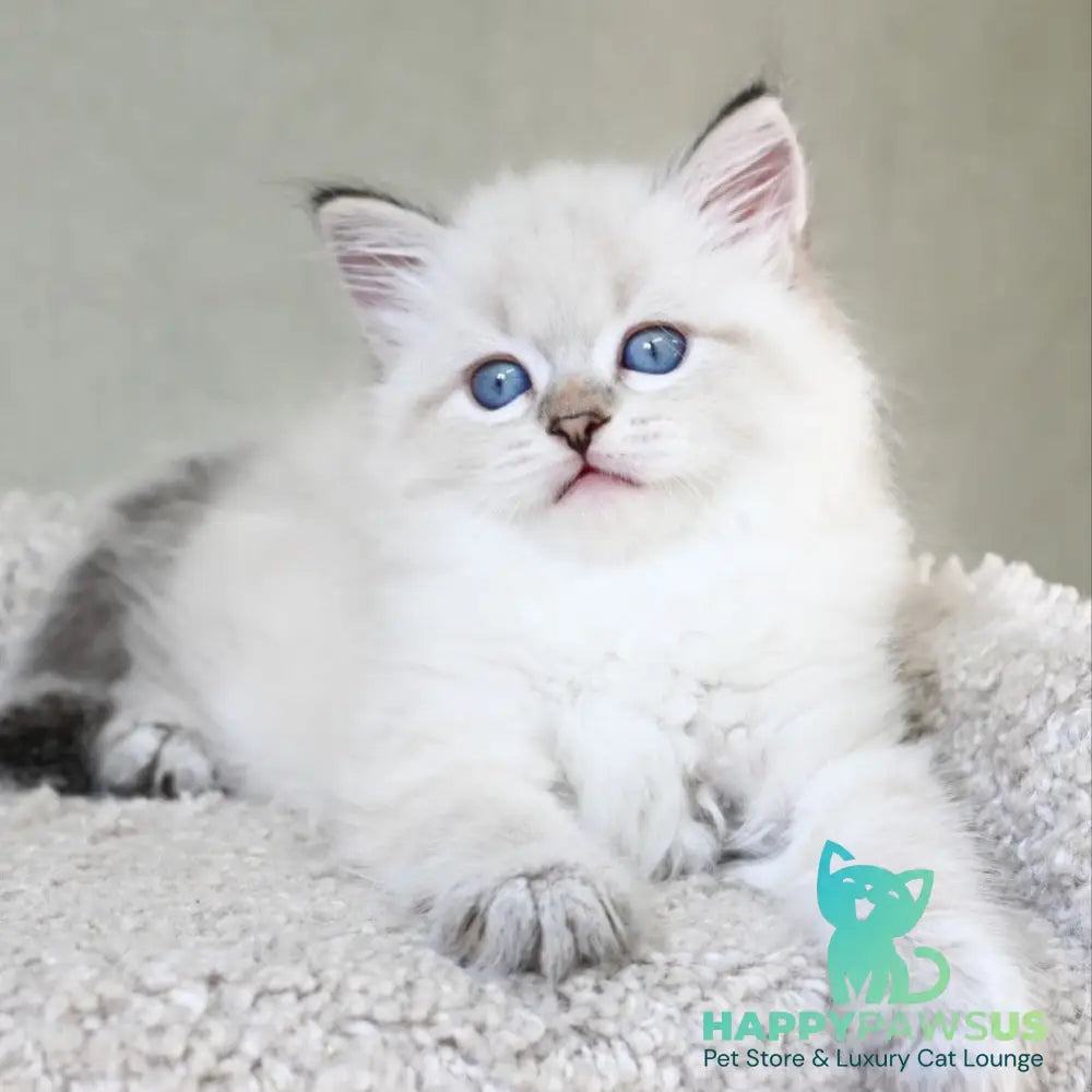 Karat Siberian male black tabby pointed - live animals