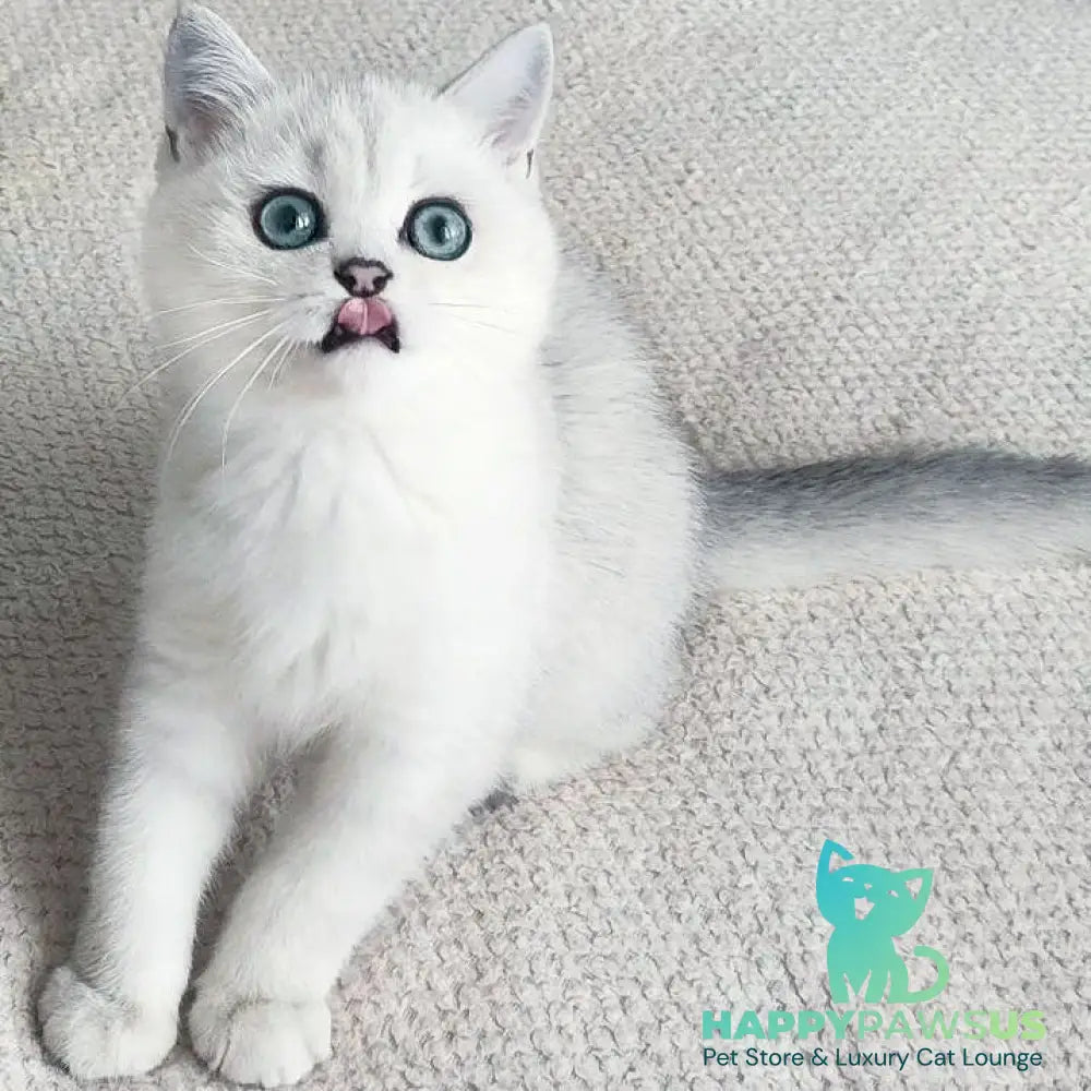 Kardinal British Shorthair male black silver shaded - live animals