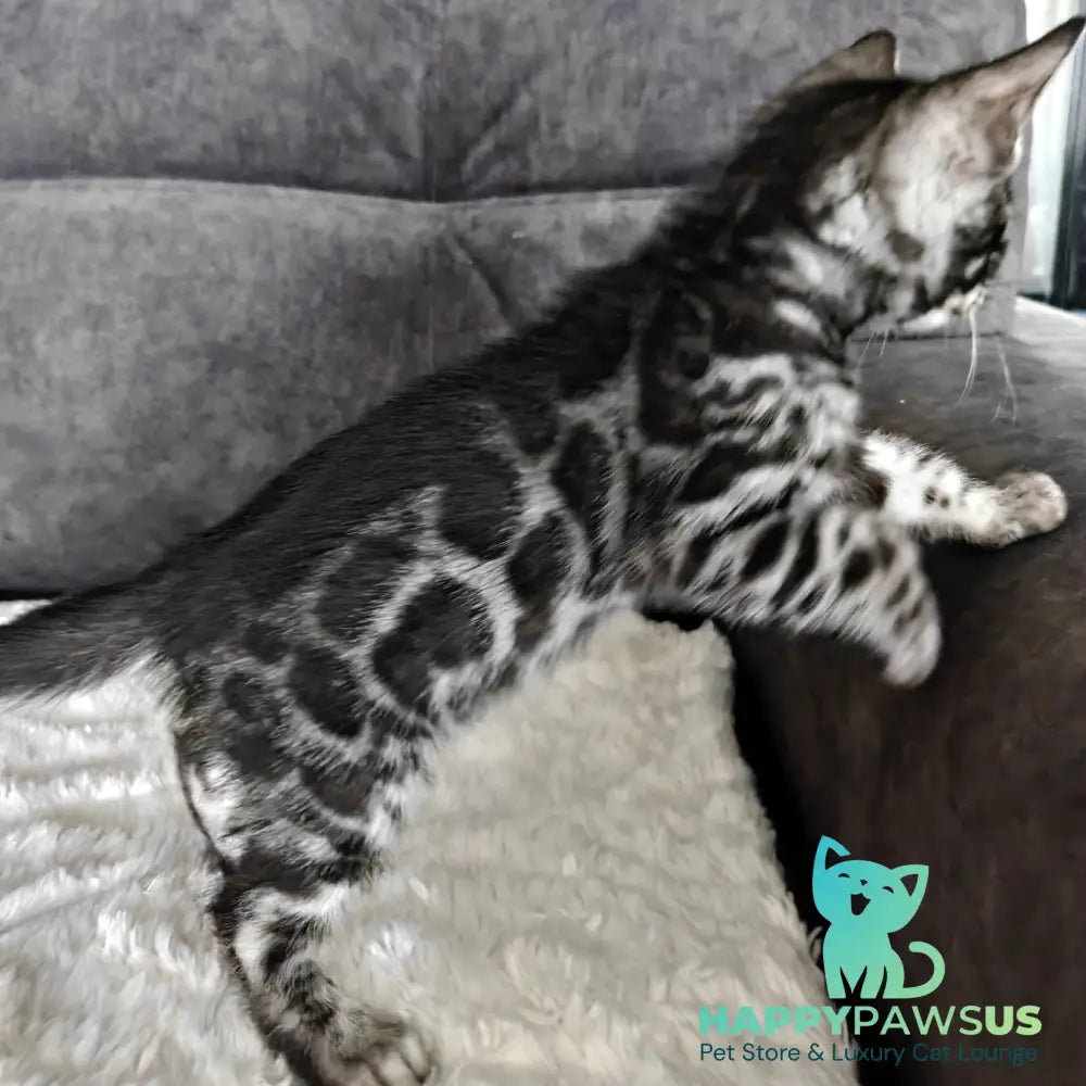 Kareem Bengal male black amber silver spotted tabby - live animals