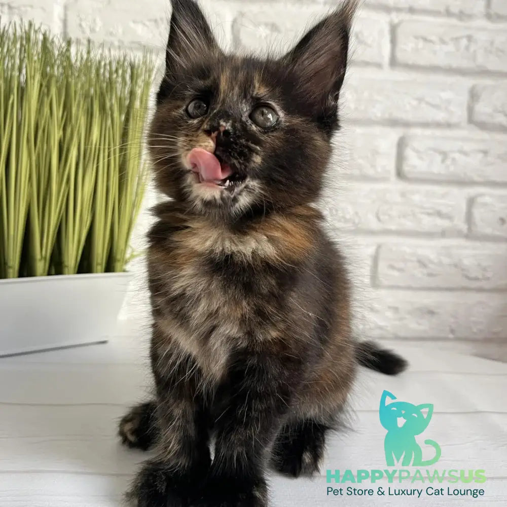 Karen Maine Coon female black tortie - live animals