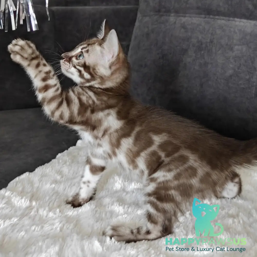 Karina Bengal female black amber spotted tabby pointed - live animals