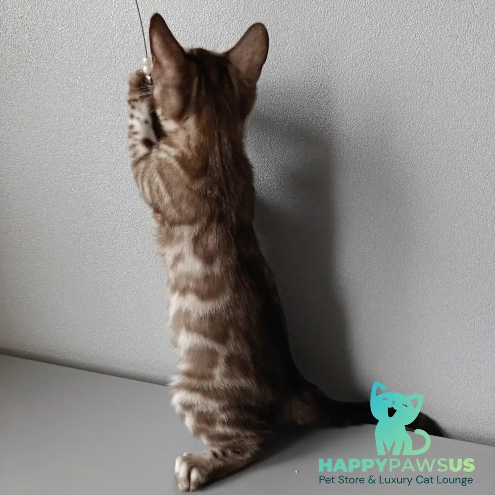Karina Bengal female black amber spotted tabby pointed - live animals