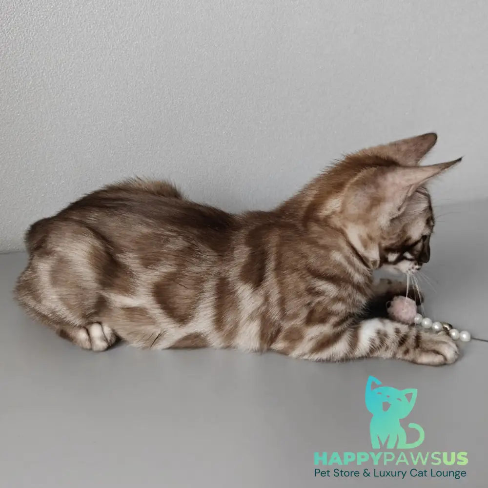 Karina Bengal female black amber spotted tabby pointed - live animals