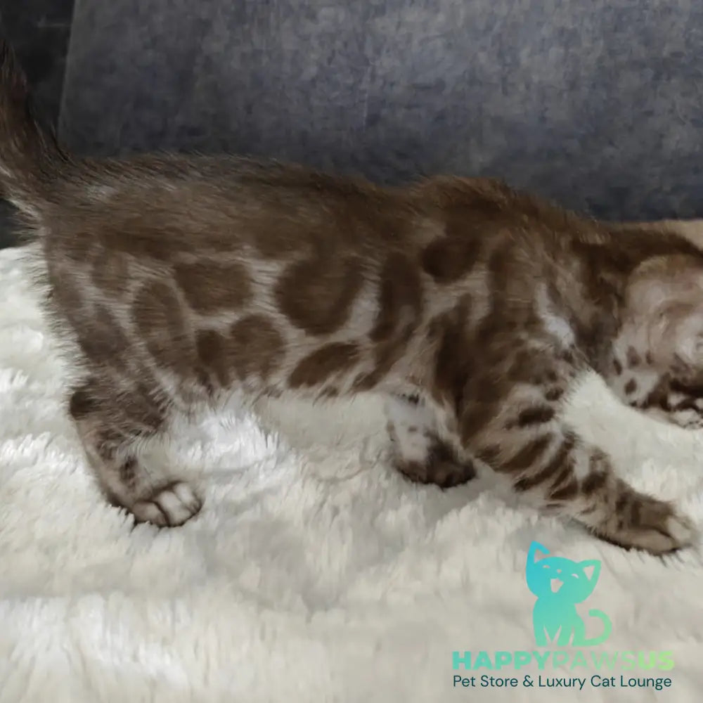 Karina Bengal female black amber spotted tabby pointed - live animals
