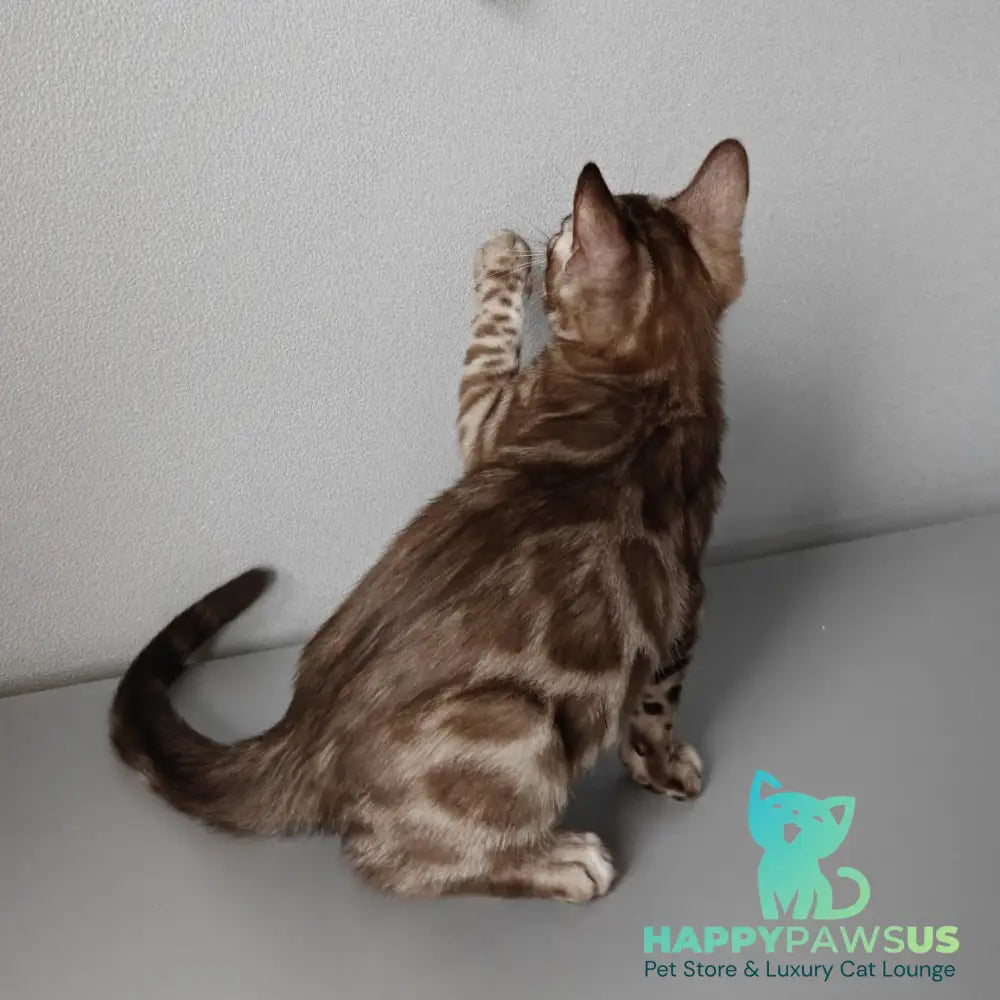 Karina Bengal female black amber spotted tabby pointed - live animals