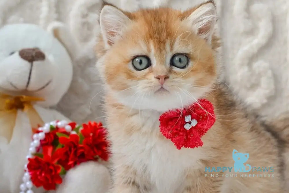 Karina British Shorthair female black golden ticked tabby live animals