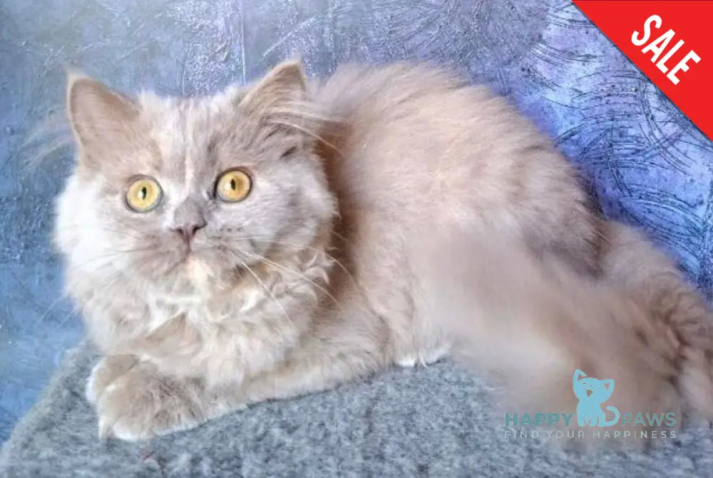 Karissa Selkirk Straight female fawn tortie live animals