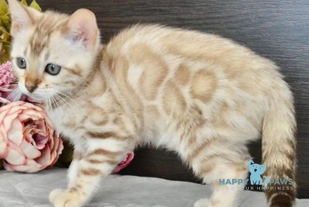 Karitsa Bengal female black spotted tabby pointed live animals