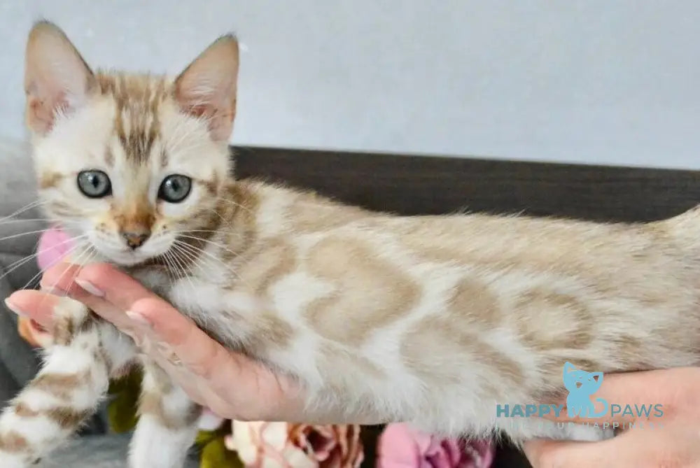 Karitsa Bengal female black spotted tabby pointed live animals