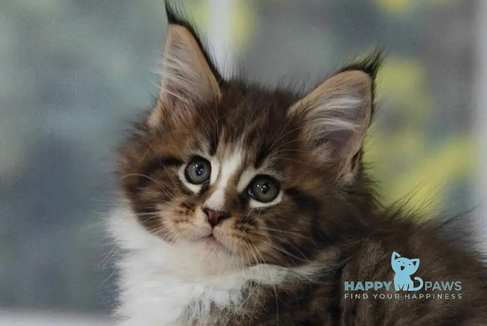 Karl Maine Coon male black tabby with white live animals