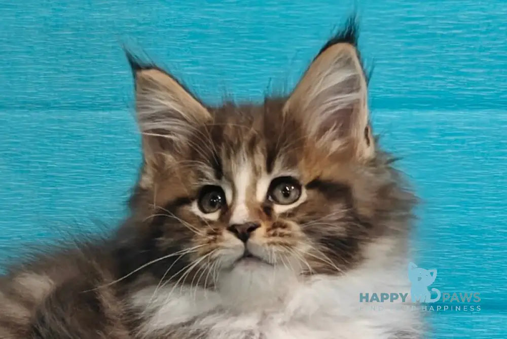 Karl Maine Coon male black tabby with white live animals