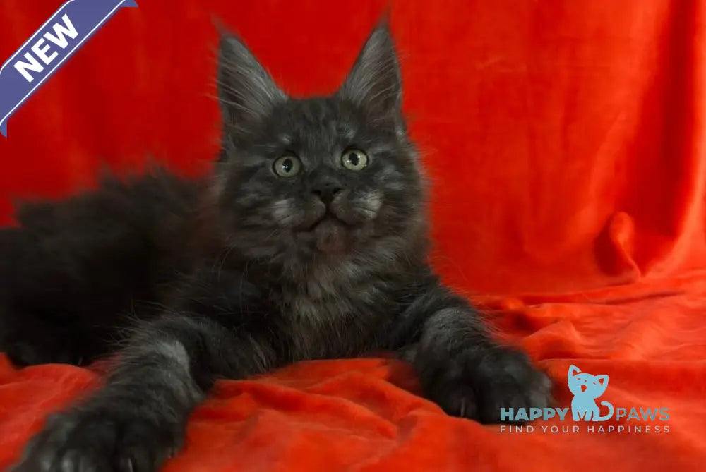 Karmen Maine Coon female black silver live animals
