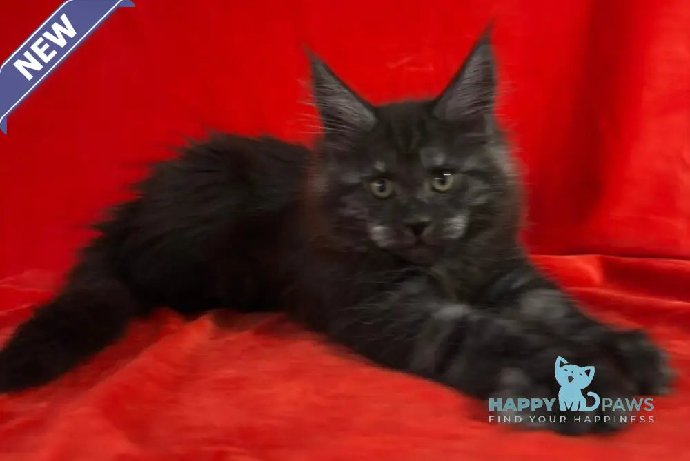 Karmen Maine Coon female black silver live animals