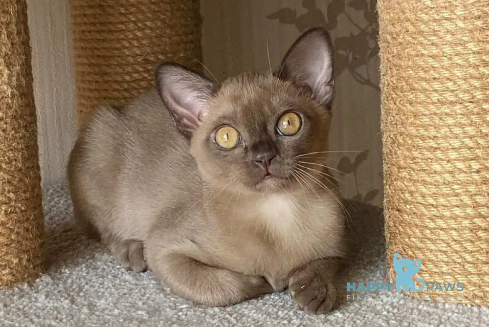 Karolina Burmese female chocolate live animals