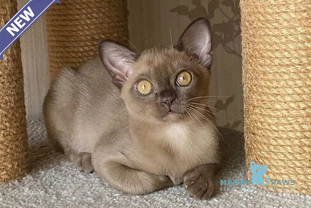 Karolina Burmese female chocolate live animals