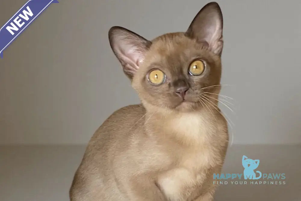 Karolina Burmese female chocolate live animals