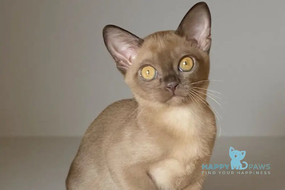 Karolina Burmese female chocolate live animals