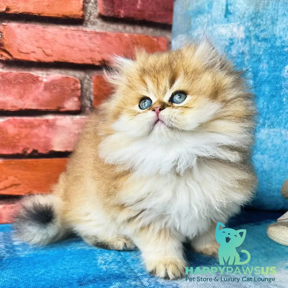 Karyna British Longhair female black golden shaded - live animals