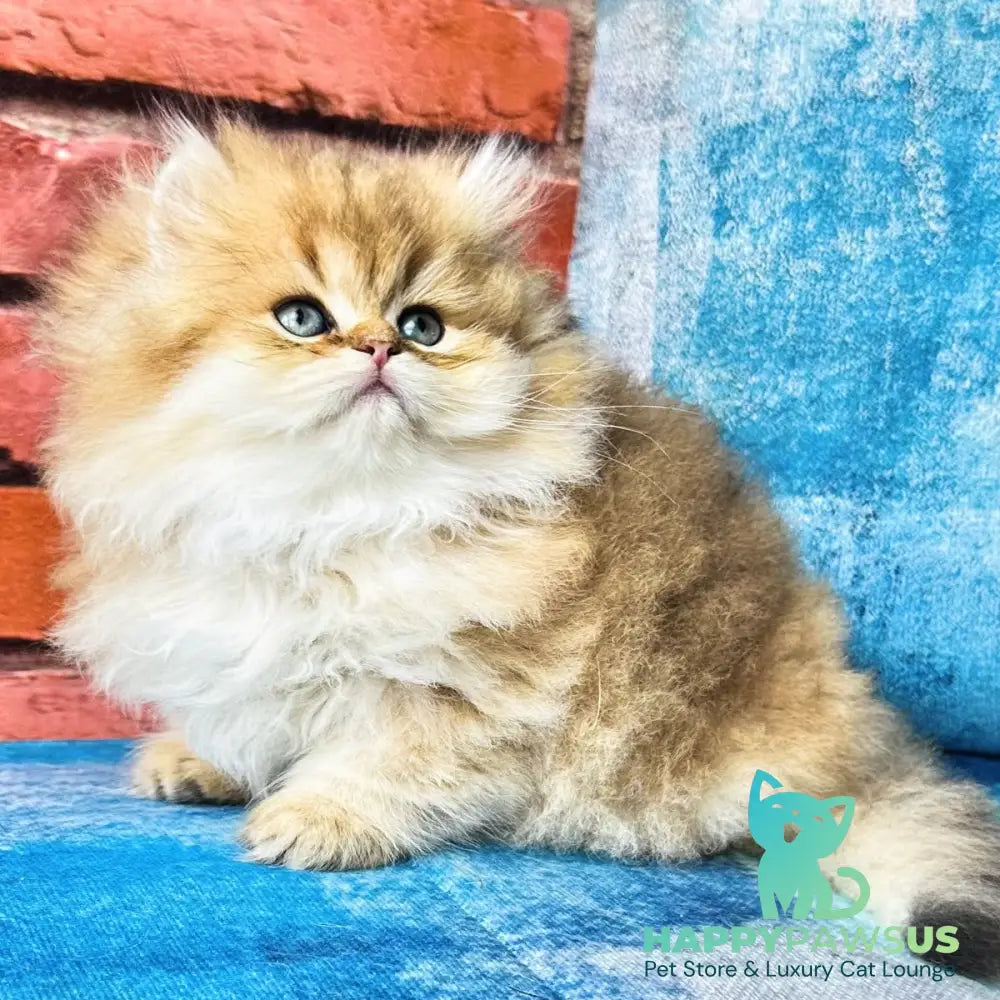 Karyna British Longhair female black golden shaded - live animals