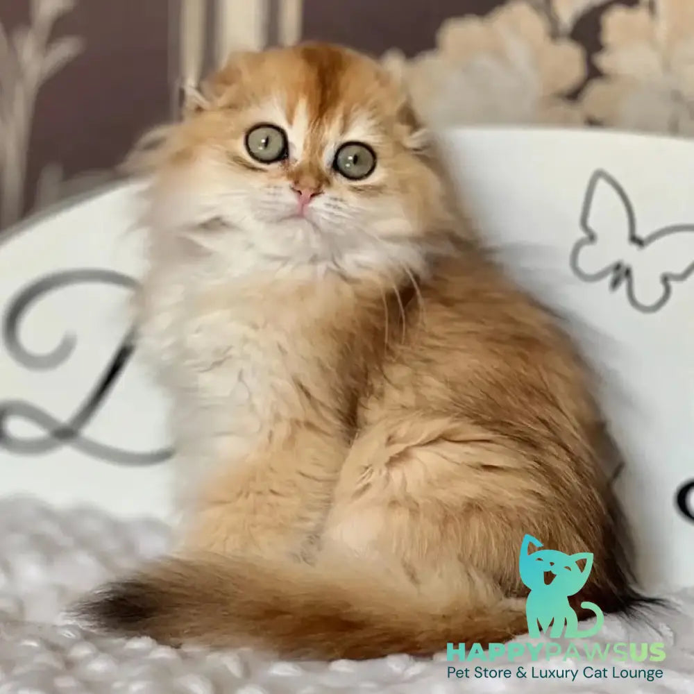 Kasablanka Scottish Fold female black golden shaded - live animals