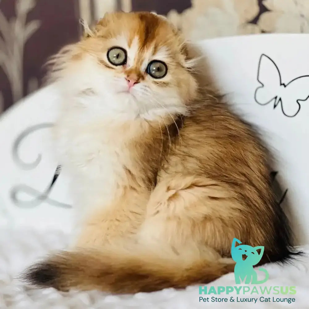Kasablanka Scottish Fold female black golden shaded - live animals