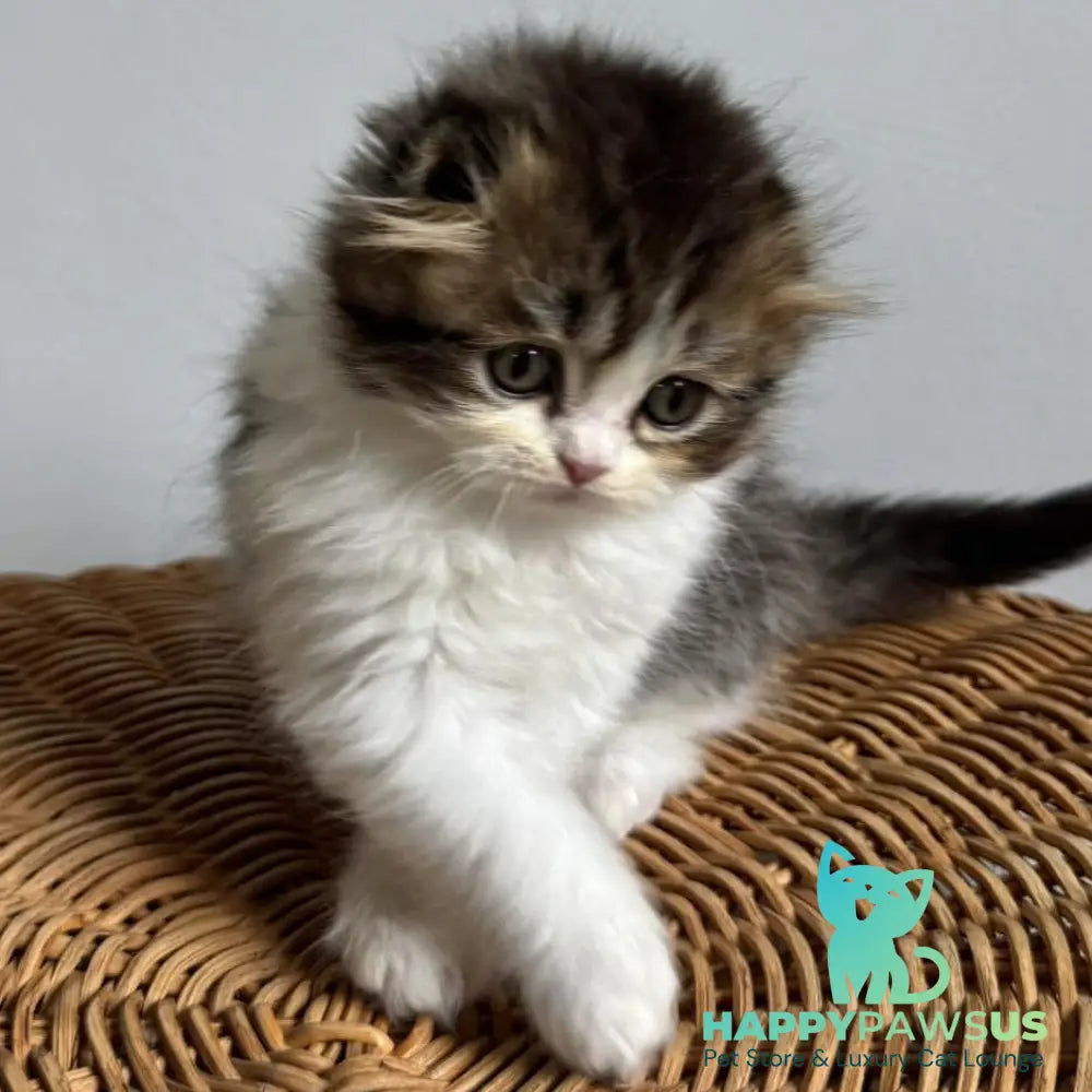 Kash Scottish Fold female black tabby bicolour - live animals