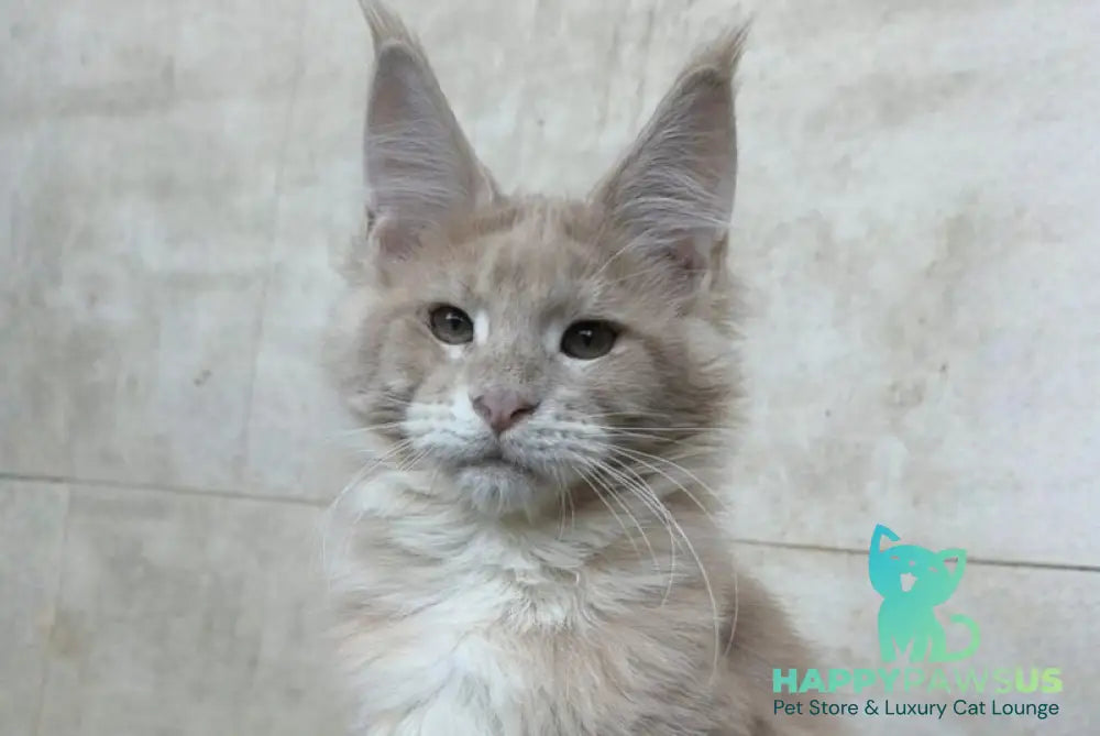 Kasia Maine Coon female cream silver tabby - live animals