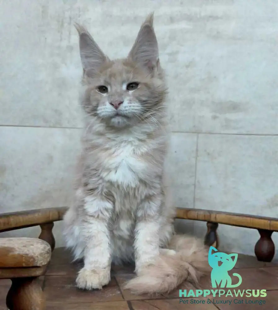 Kasia Maine Coon female cream silver tabby - live animals