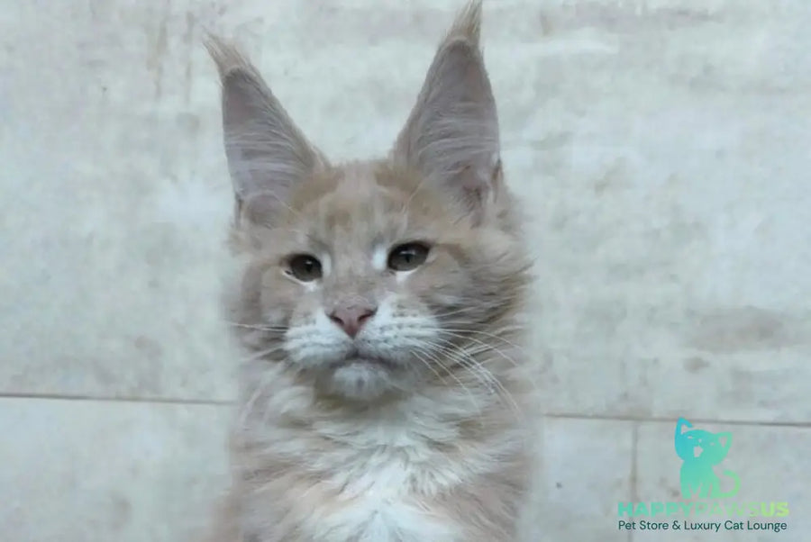 Kasia Maine Coon female cream silver tabby - live animals