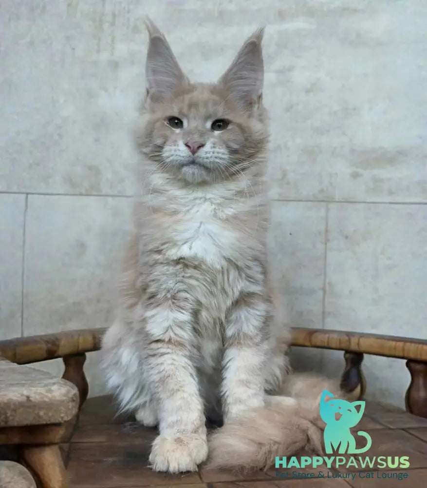 Kasia Maine Coon female cream silver tabby - live animals
