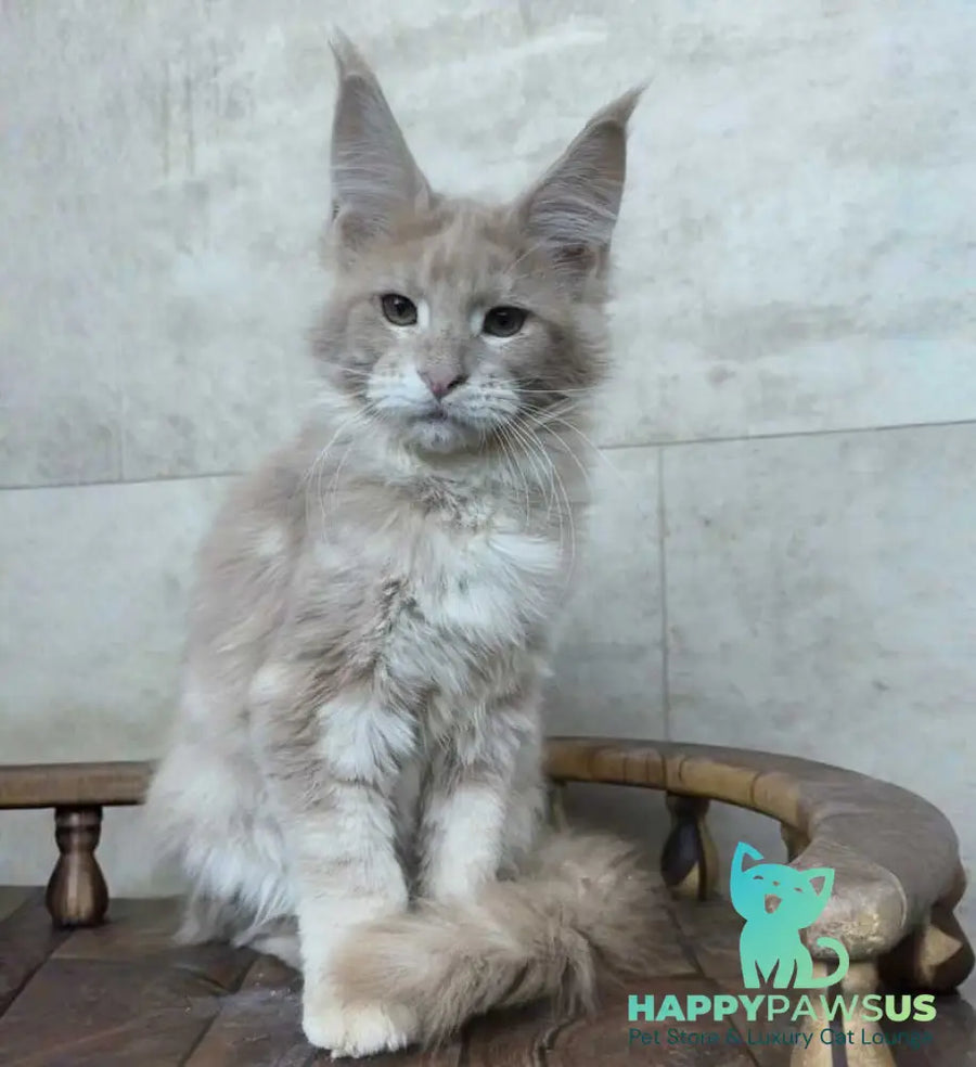 Kasia Maine Coon female cream silver tabby - live animals