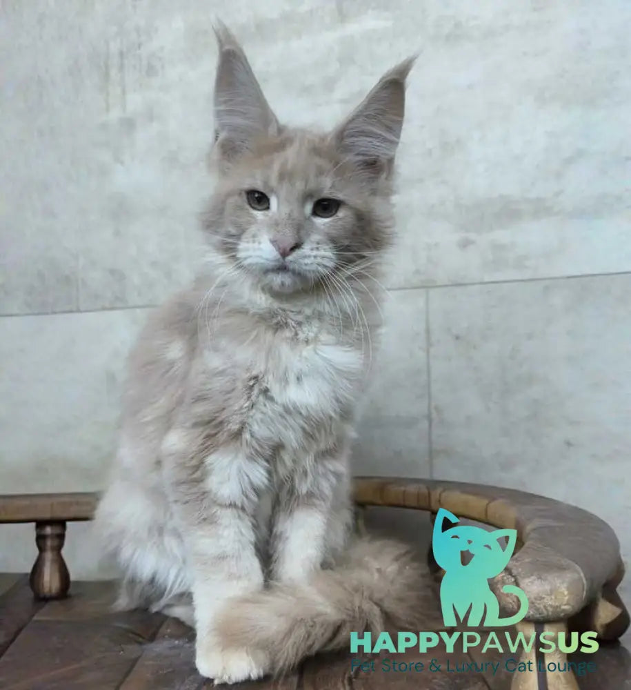 Kasia Maine Coon female cream silver tabby - live animals