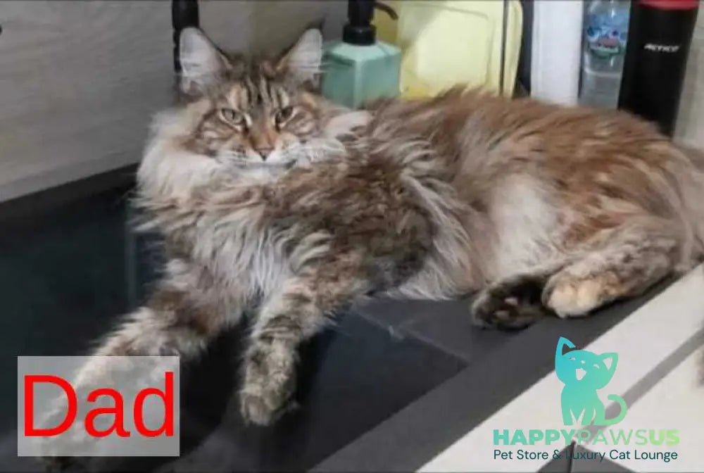 Kasia Maine Coon female cream silver tabby - live animals