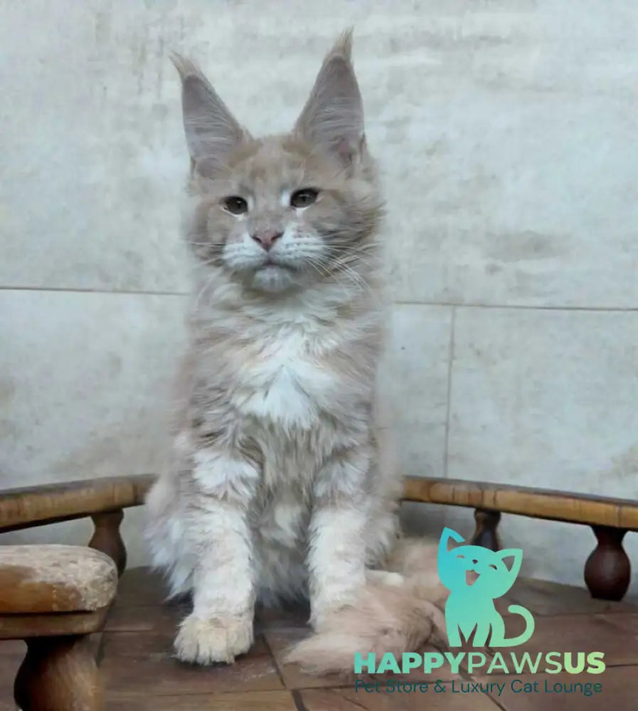 Kasia Maine Coon female cream silver tabby - live animals