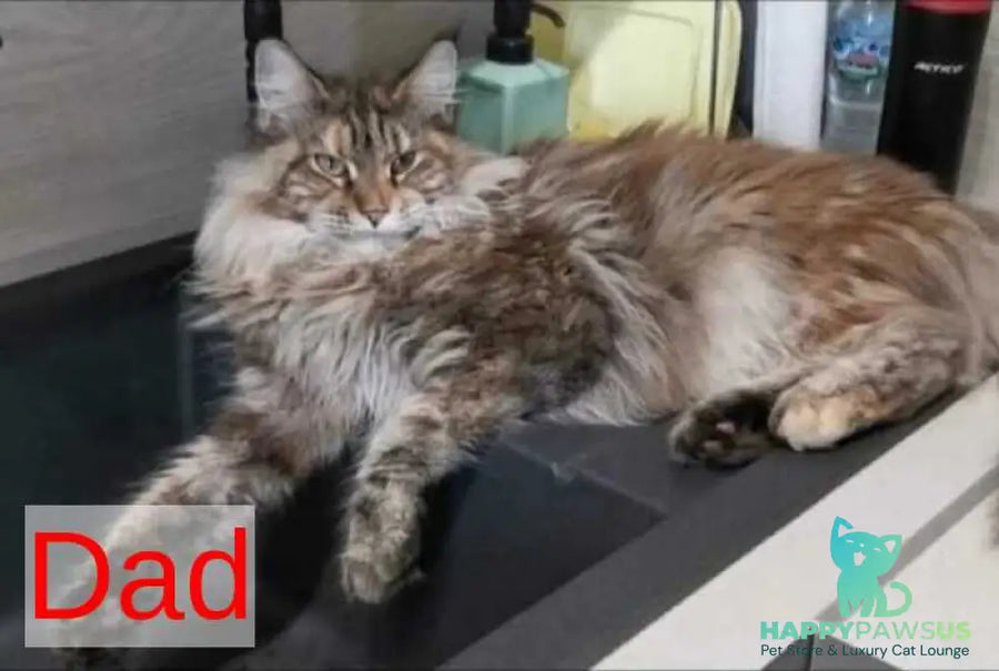 Kasia Maine Coon female cream silver tabby - live animals