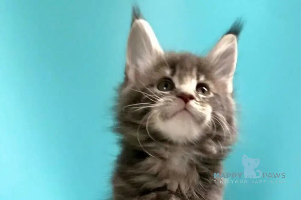 Kasparov Maine Coon male blue tabby live animals