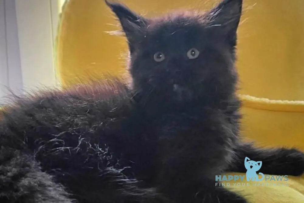 Kasper Maine Coon male black live animals