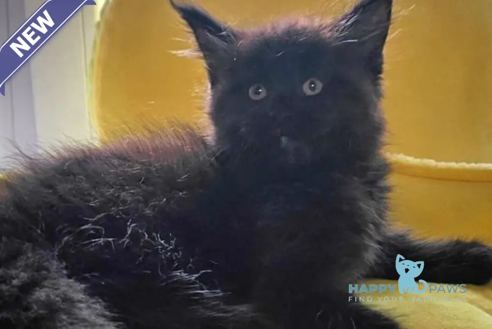 Kasper Maine Coon male black live animals