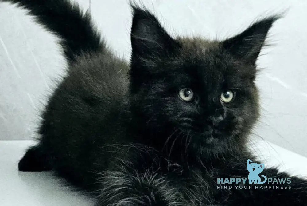 Kasper Maine Coon male black live animals