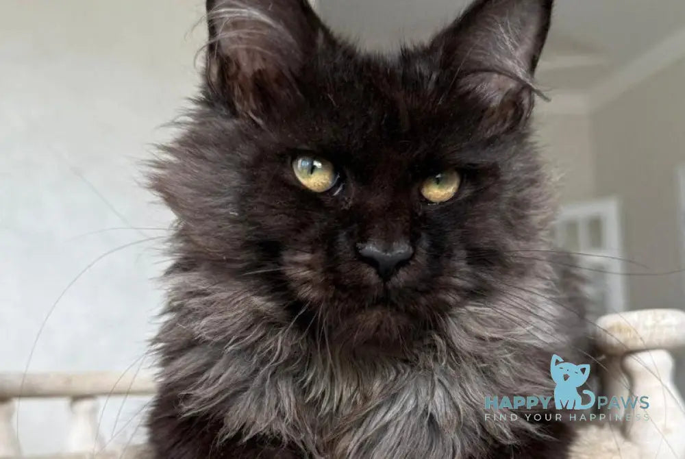 Kasper Maine Coon male black silver live animals