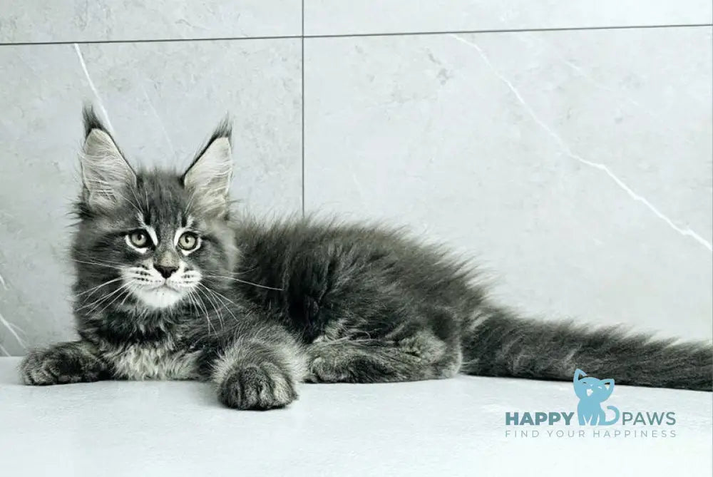 Kasper Maine Coon male blue tabby live animals