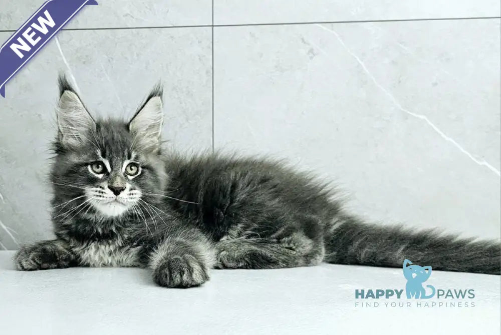 Kasper Maine Coon male blue tabby live animals