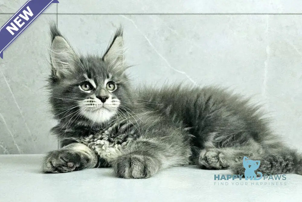 Kasper Maine Coon male blue tabby live animals