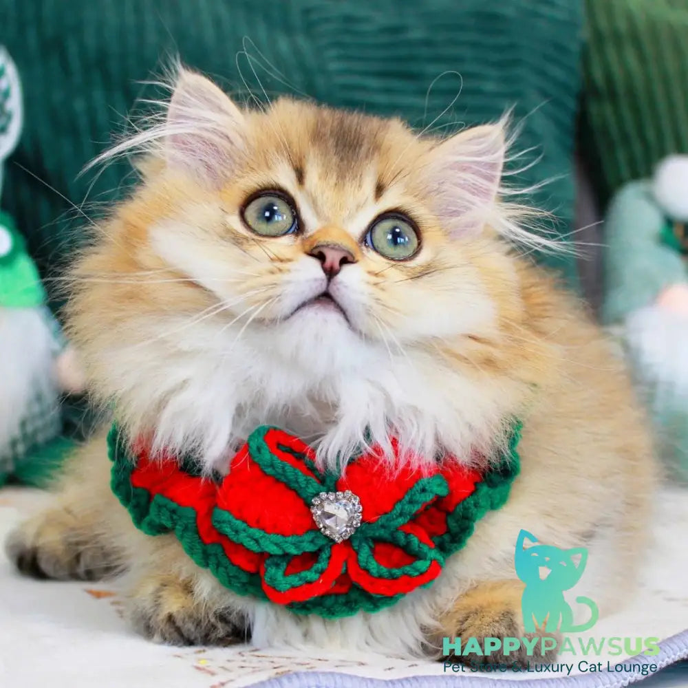 Kasper Munchkin male chocolate golden ticked tabby - live animals