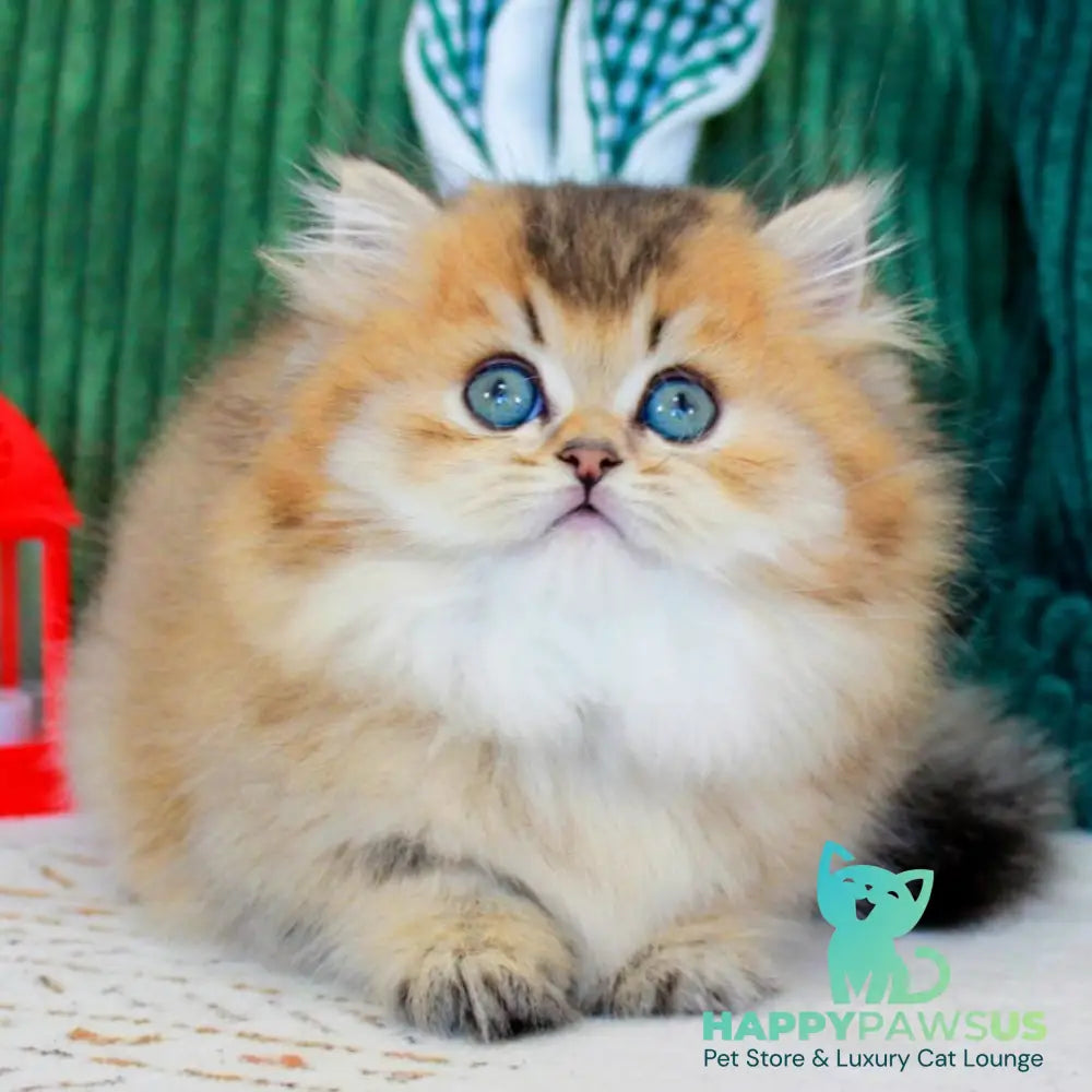 Kasper Munchkin male chocolate golden ticked tabby - live animals